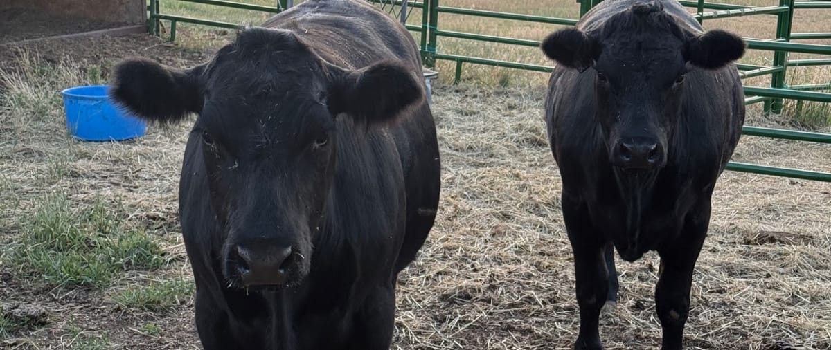 Two black Angus cattle looking straight at the camera