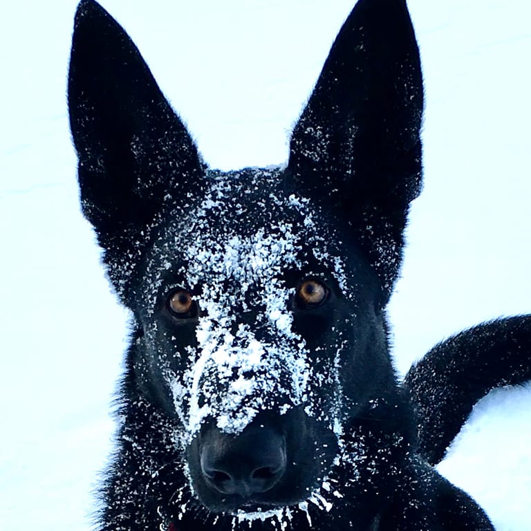 Heidi, a black German Shepherd, with snow across her muzzle