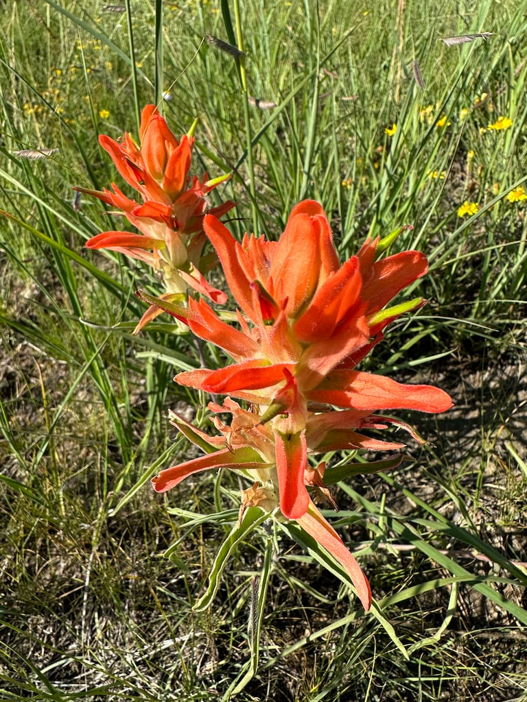 Indian Paintbrush in flower, deep orange against the pasture grass