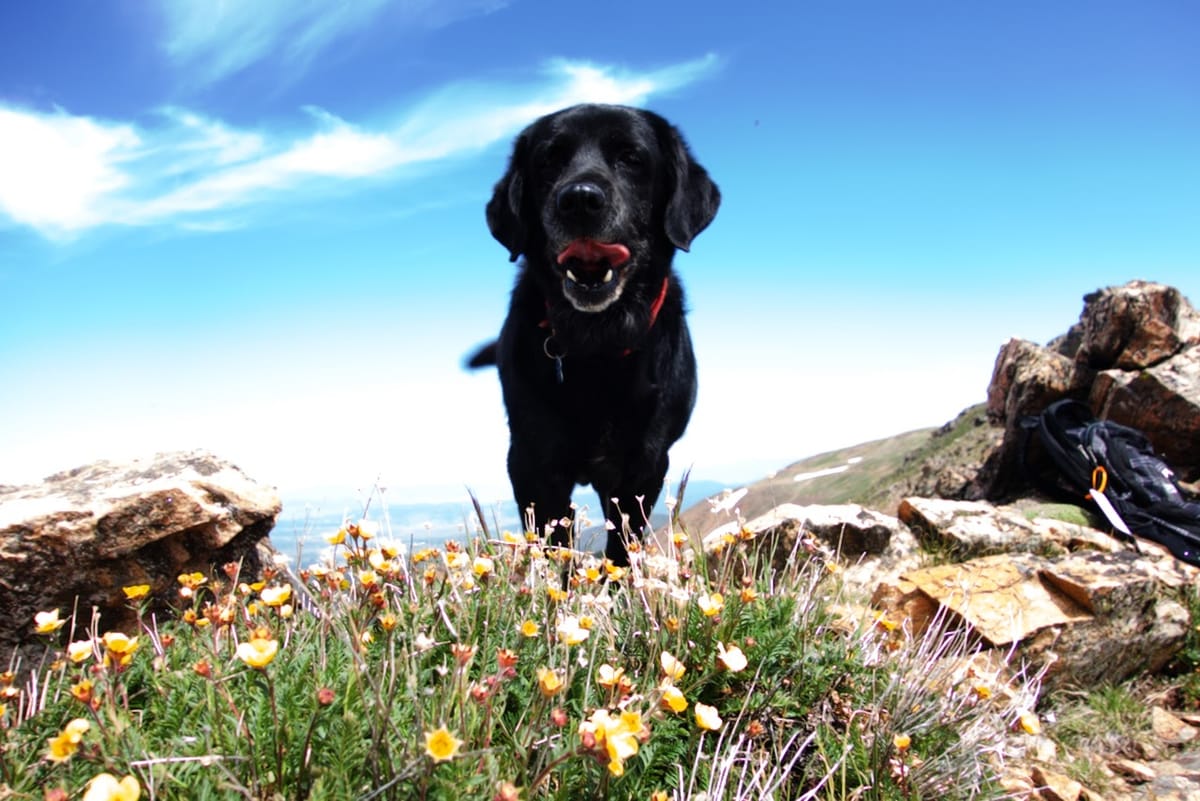 Jessie, a black Labrador, standing among wildflowers on a mountain summit