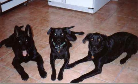 The three original Blackdogranch dogs lying together on the kitchen floor